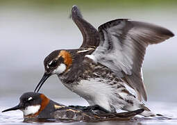 Red-necked Phalarope