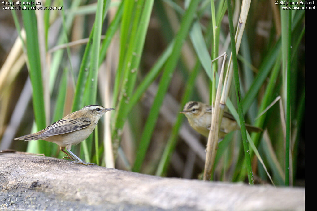 Sedge Warbler