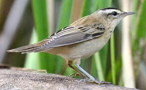 Sedge Warbler