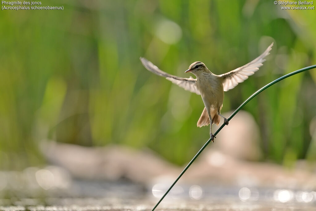 Sedge Warbler