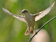 Sedge Warbler