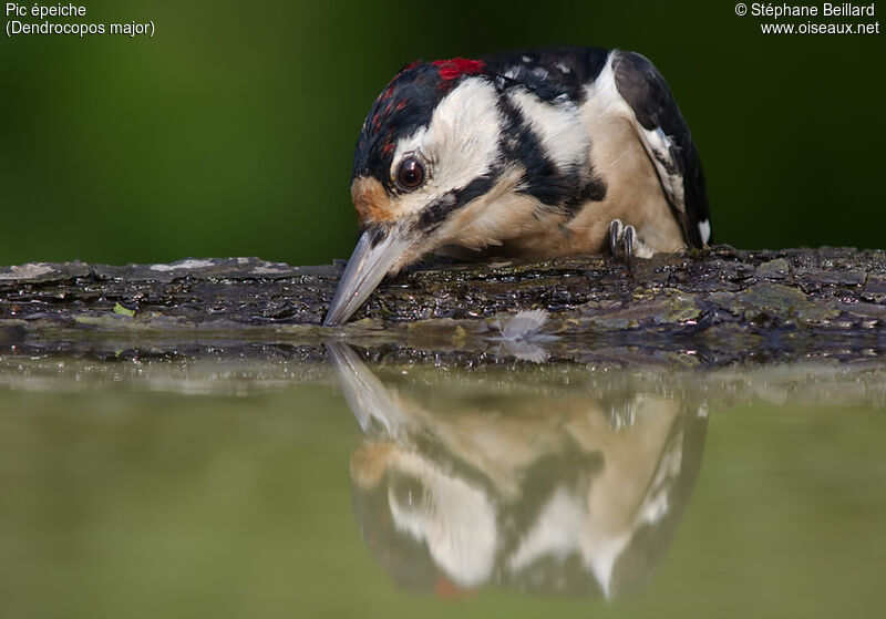 Great Spotted Woodpeckerjuvenile