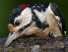 Great Spotted Woodpecker