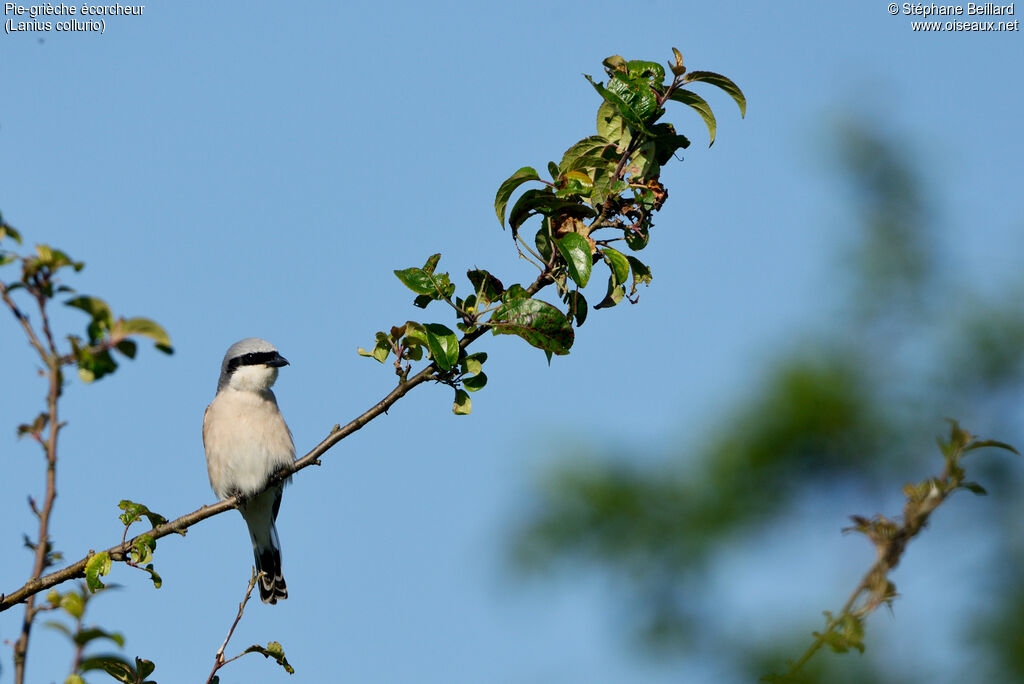 Red-backed Shrike