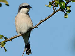 Red-backed Shrike