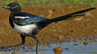 Eurasian Magpie