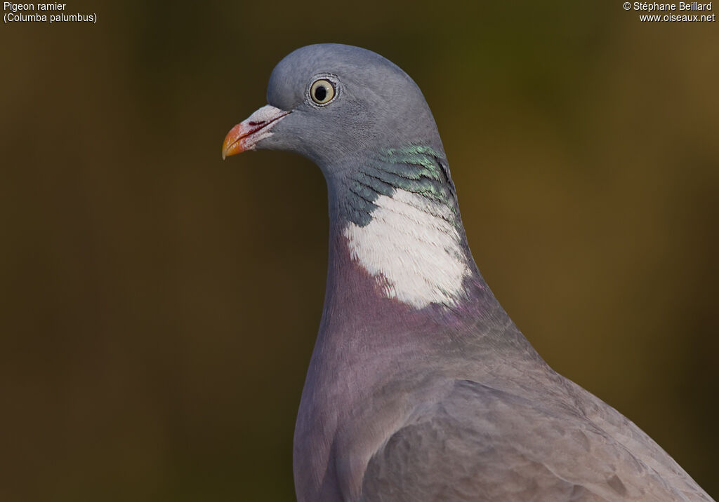 Common Wood Pigeonadult