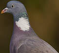 Pigeon ramier