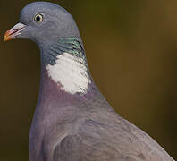 Common Wood Pigeon