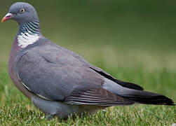 Common Wood Pigeon