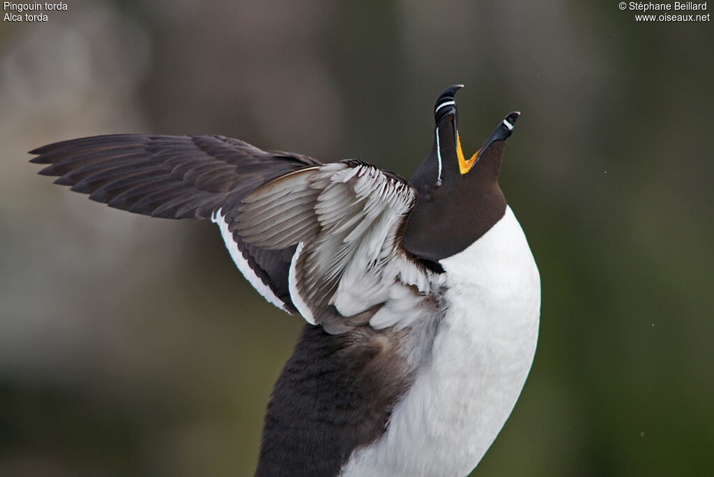 Pingouin torda