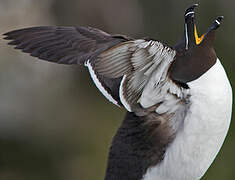 Razorbill