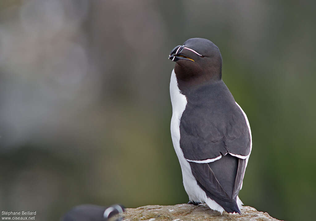 Pingouin tordaadulte nuptial, identification