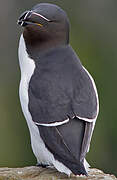 Razorbill