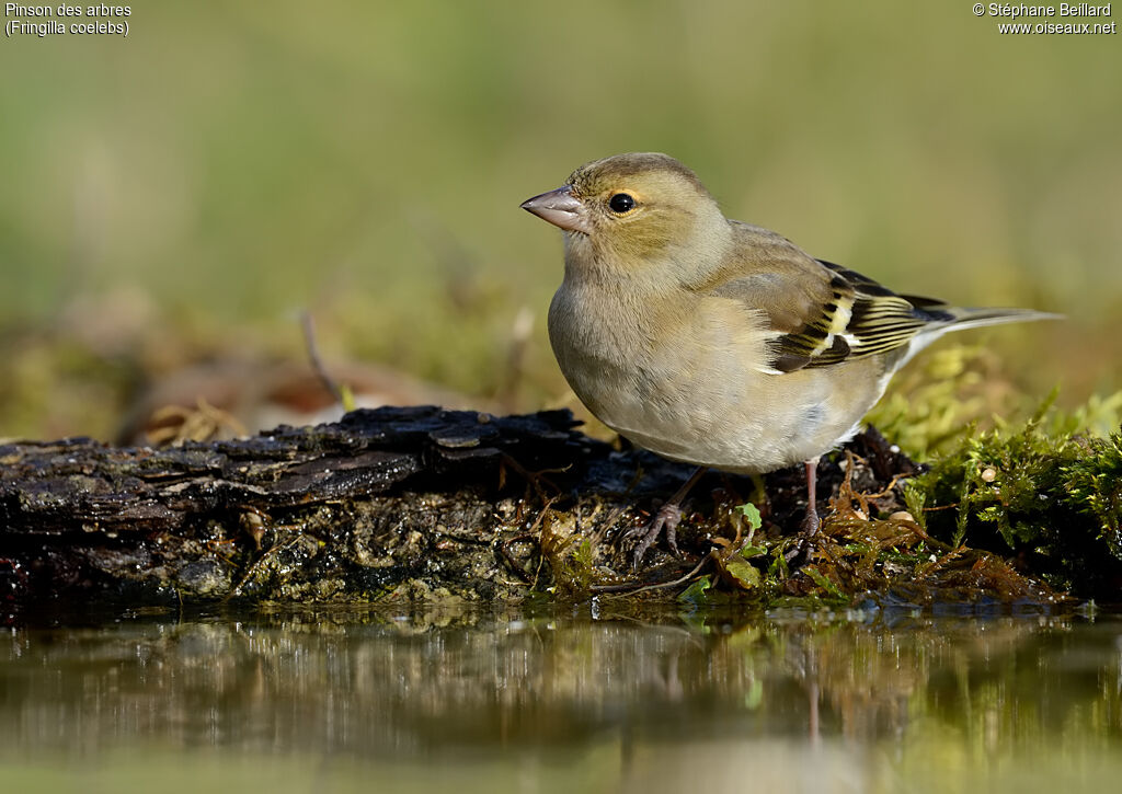 Eurasian Chaffinch female