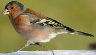 Eurasian Chaffinch