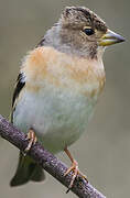 Brambling