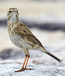 Pipit austral