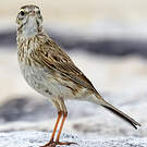 Pipit austral