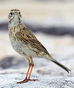 New Zealand Pipit