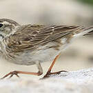 Pipit austral