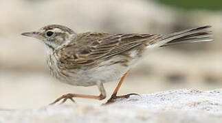 New Zealand Pipit