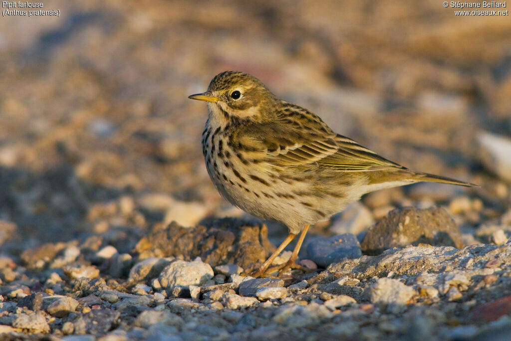 Pipit farlouse