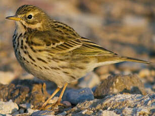 Pipit farlouse