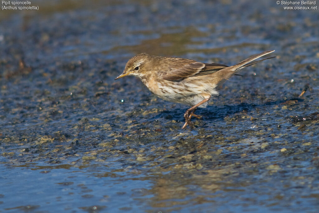 Water Pipit