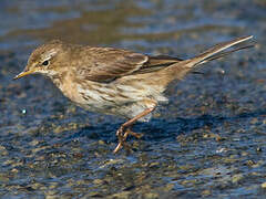 Water Pipit