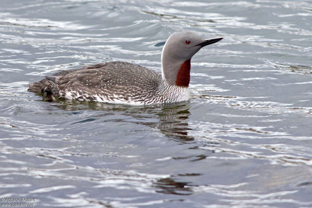 Red-throated Loonadult breeding, identification