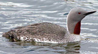 Red-throated Loon