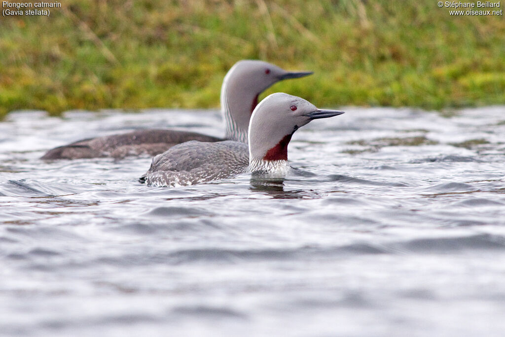 Red-throated Loonadult