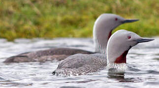 Red-throated Loon