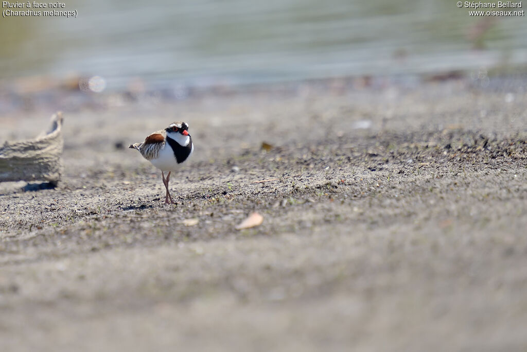 Black-fronted Dotterel