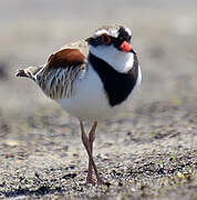 Black-fronted Dotterel