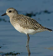 Grey Plover