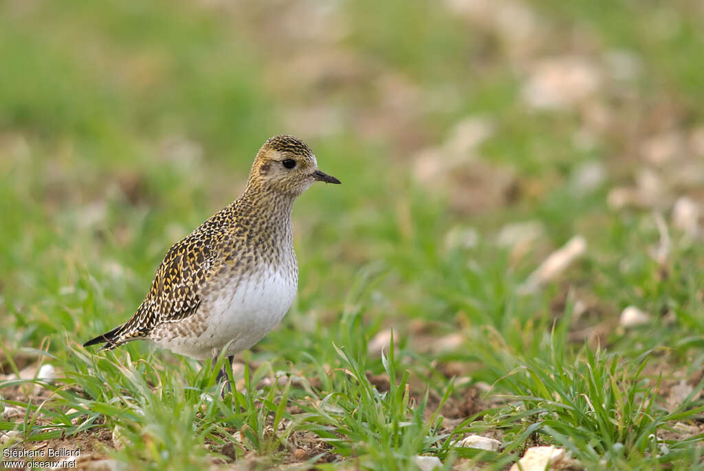 Pluvier doréadulte internuptial, identification