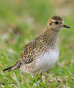 European Golden Plover