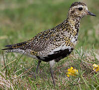 European Golden Plover