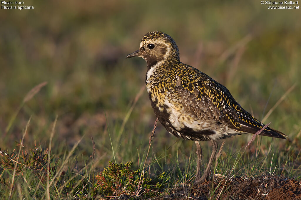 European Golden Ploveradult breeding