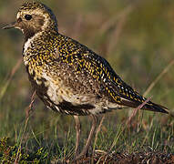 European Golden Plover