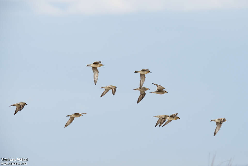 Pacific Golden Plover, Flight