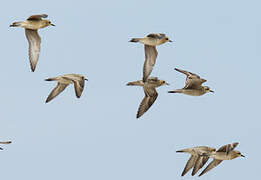 Pacific Golden Plover