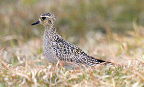 Pacific Golden Plover