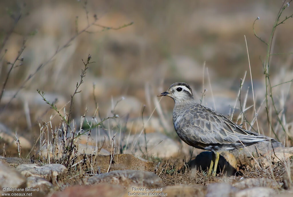 Eurasian Dotterel