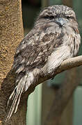 Tawny Frogmouth