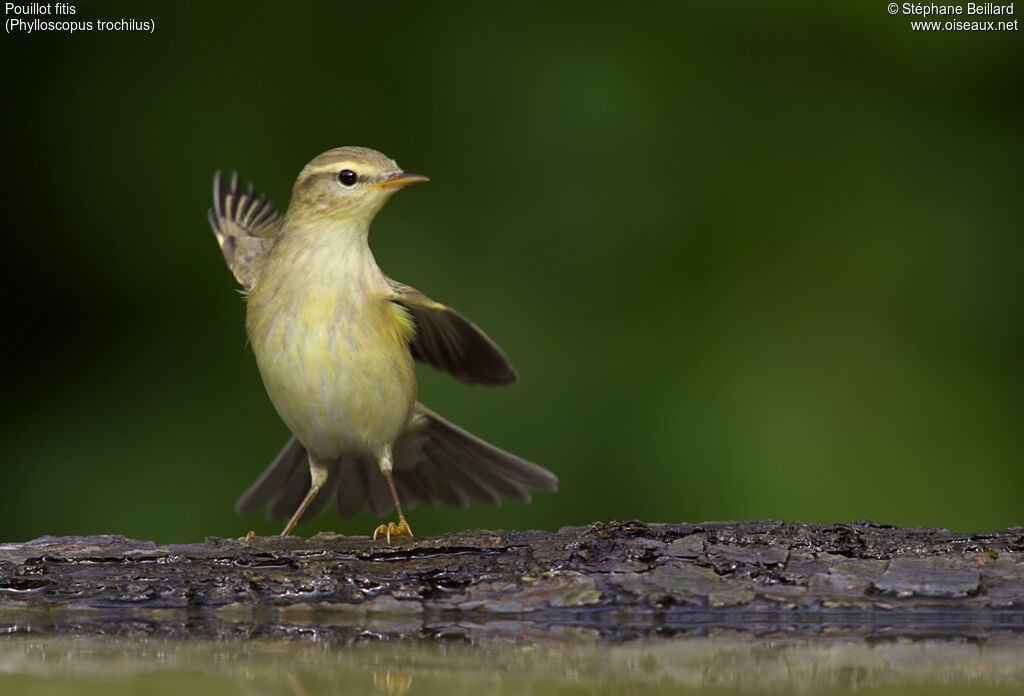 Willow Warbler