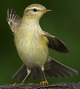 Willow Warbler