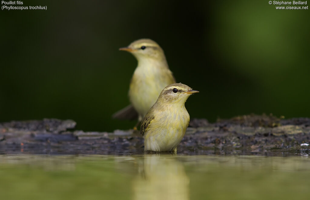 Willow Warbler